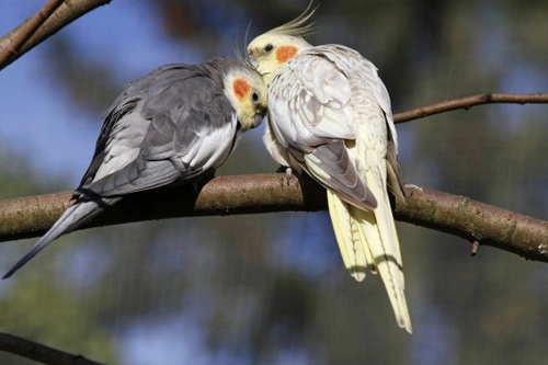 Egg Binding in Birds: Symptoms, Causes, Treatment & Prevention