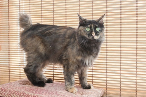 Understanding Kinked Short Tails in Cats