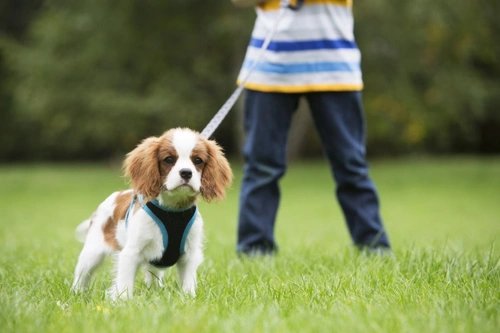 How to Teach Kids to Walk Your Dog Nicely and Safely