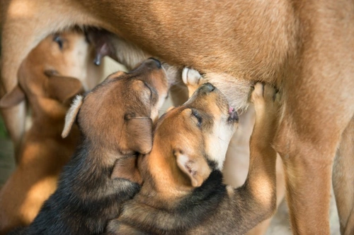 Fading Puppy Syndrome: Causes, Symptoms & Treatment Guide