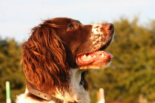 Phosphofructokinase Deficiency in Dogs: Symptoms, Breeds & Testing