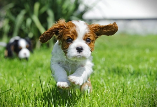10 Things to Know Before Buying a Cavalier King Charles Spaniel