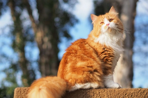 Traditional or Doll-Faced Persian Cats: History & Health Guide