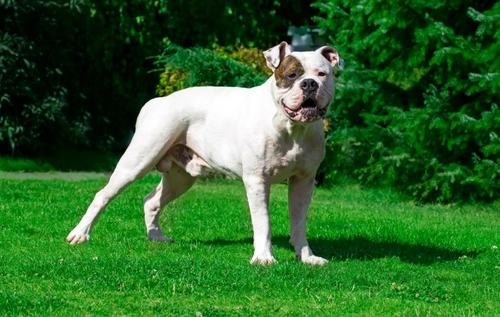 Is the American Bulldog a Good Choice of Pet?