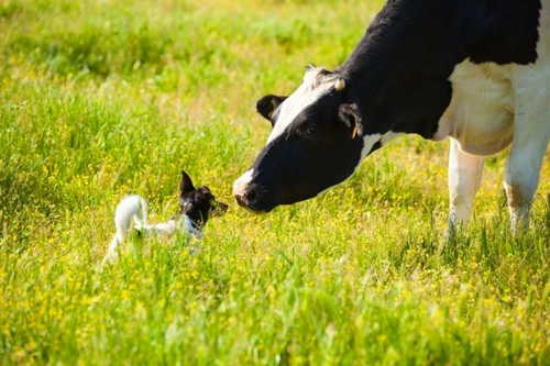 Ivermectin Safety for UK Dogs in 2025: Essential Guide
