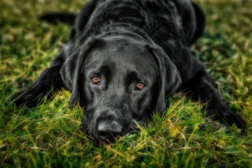 Six commonly misinterpreted submissive signals dogs use