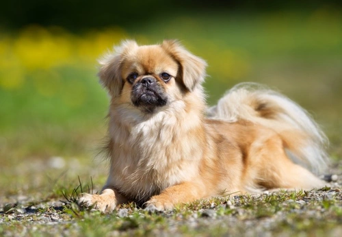 PRA3 in Tibetan Spaniels: Genetic Eye Disease Guide