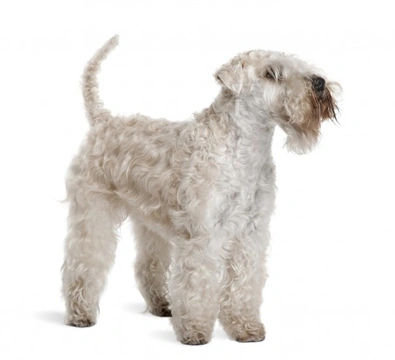 4 Glorious Irish Dog Breeds with Rich Heritage