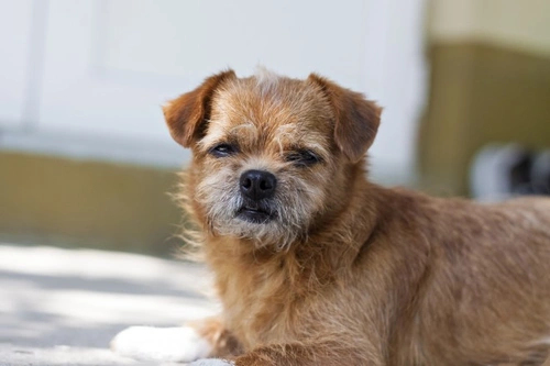 Comprehensive Guide to Cystitis in Dogs: Causes, Symptoms, Treatment