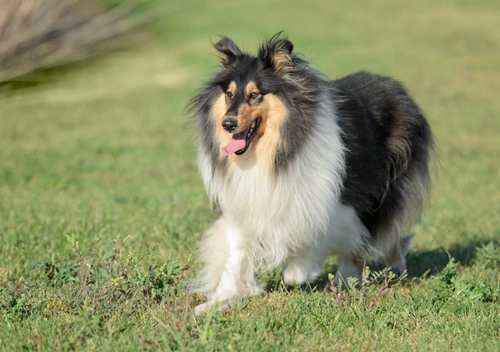 Do Dogs Experience Menopause? Understanding Female Dog Cycles