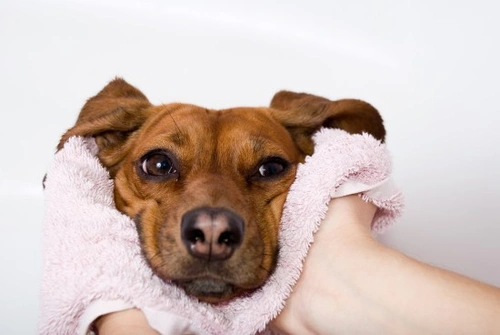 Caring for Your Dog After a Walk: Essential Post-Walk Tips