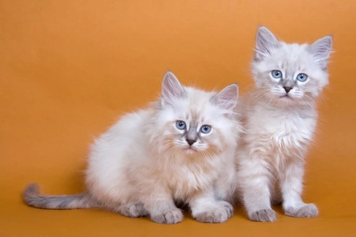 The Imperial Siberian Forest Cat: UK Breed Guide