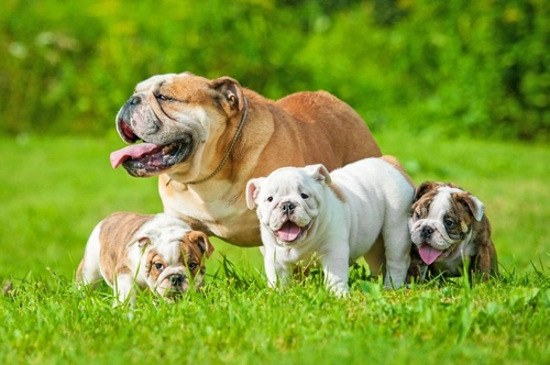 English Bulldog Puppy Prices & Costs UK: What to Expect