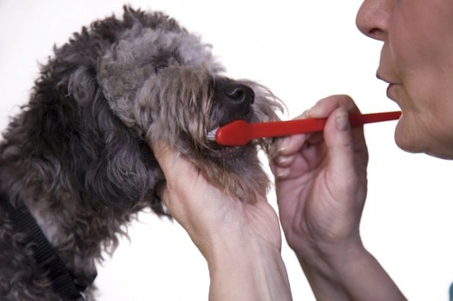 Comprehensive Guide to Looking After Your Dog's Teeth
