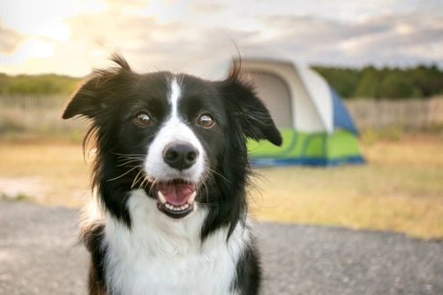 5 subtle symptoms that signal canine diabetes onset