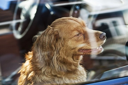 Qué hacer si ves una mascota en un coche caliente: pasos esenciales