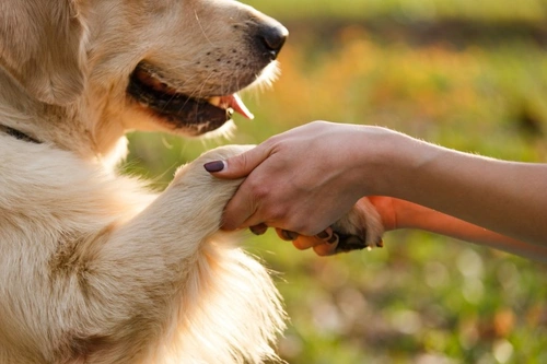 How canine and human hearts differ and what they share