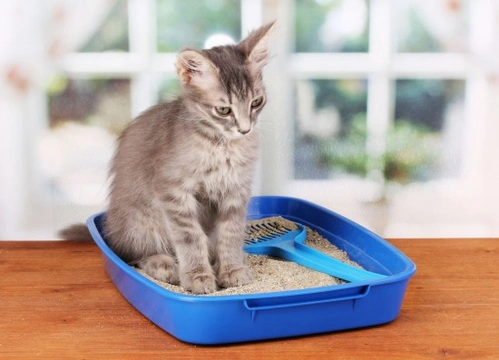 Constipation in Cats: Causes, Symptoms & Treatment Guide