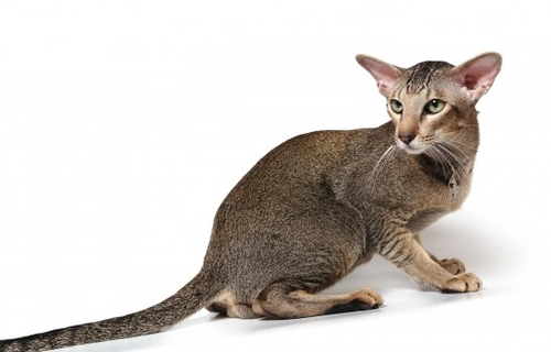 Descubre 8 razas de gatos únicas originarias de Tailandia