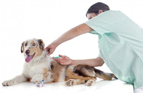 Guía completa de vacunación canina en España