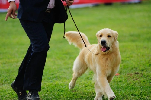 What is double handling and why is it banned at Kennel Club dog shows?