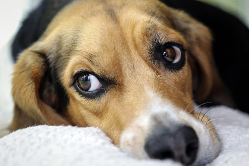 Por qué tu perro puede volverse repentinamente letárgico