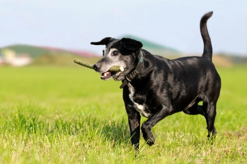Role of Nutrition in Treating Kidney Disease in Dogs