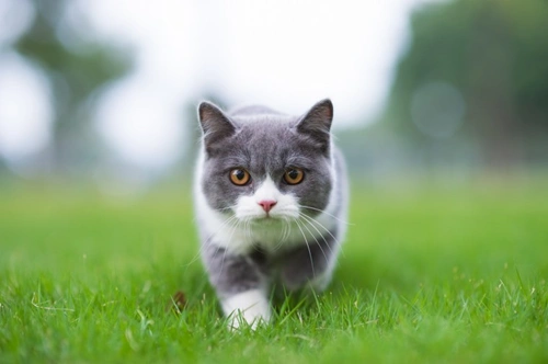 5 Essential Facts Cat Owners Must Know About Cat Flu