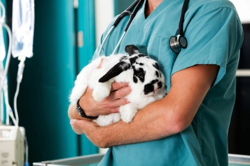 Myxomatosis in Rabbits: Prevention and Care Guide