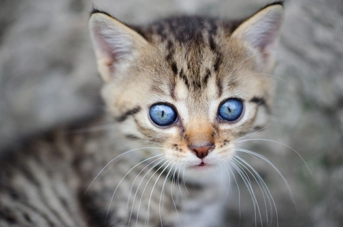 When Does a Kitten's Eyes Change Colour? Complete Guide