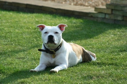 Do Staffordshire Bull Terriers make good family pets?