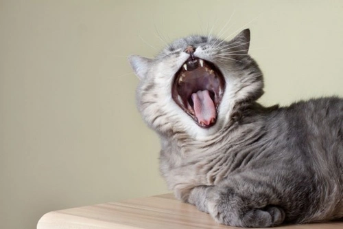 8 problemas dentales comunes en gatos