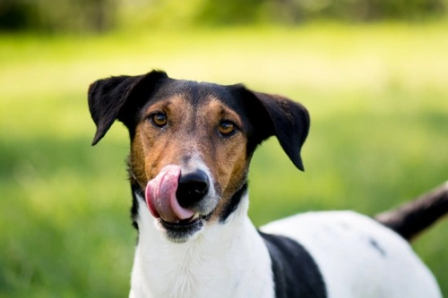 Medications for Dogs Suffering from Seizures: Options Explained