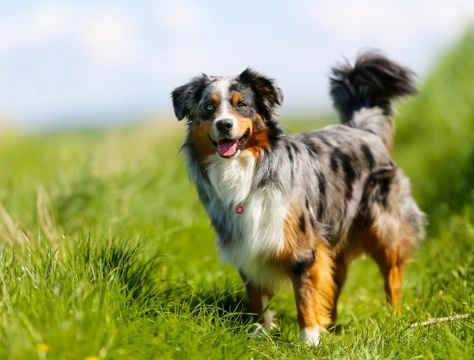 Core Personality Traits of Herding and Shepherding Dogs