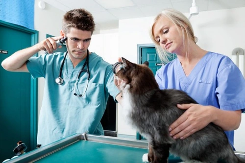 Seizures and Epilepsy in Cats: Causes and Care