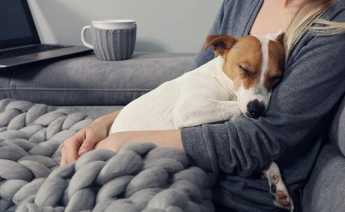 Do dogs like being hugged? Is it OK to hug your dog?