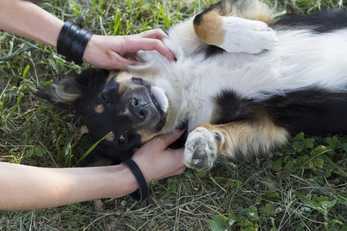 Can dogs be ticklish? Understanding their reactions and comfort