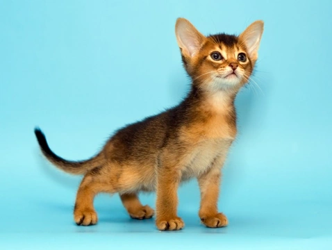 10 Friendliest Cat Breeds: Top Family Pets in 2025