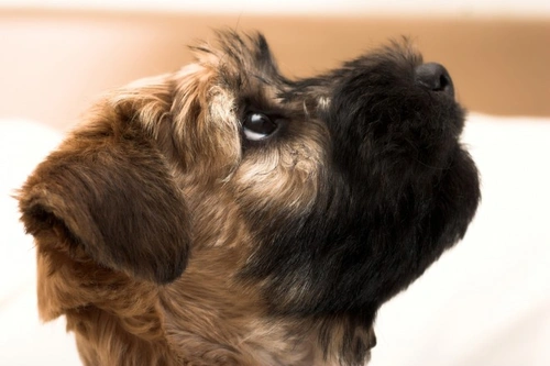 Soft Coated Wheaten Terrier Health, Longevity & Hereditary Guide