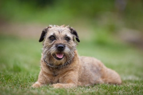 Kidney Disease in Dogs: Symptoms, Causes & Treatment Guide