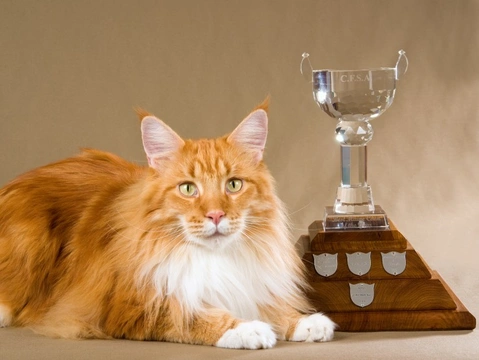 Historia completa del Cat Fancy: cómo empezó y creció