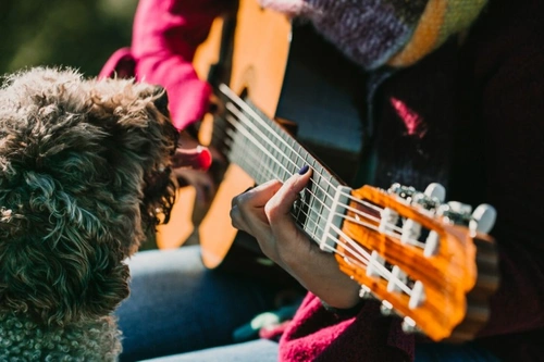 UK Puppy Laws 2025: 8 Steps to Ethical Puppy Buying & Care