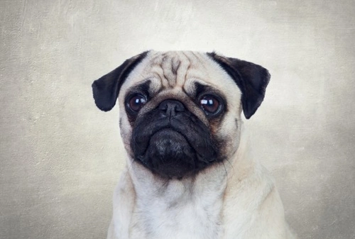 Male Dog Behaviour: Common Questions Answered
