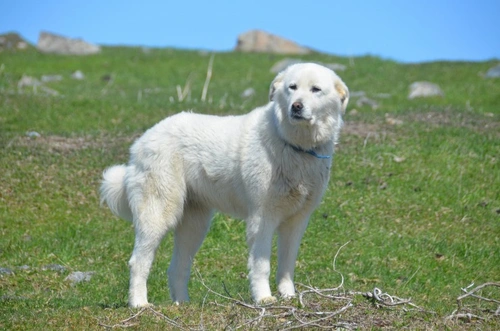 Tricuspid valve dysplasia (TVD) in Dogs: Causes, Diagnosis & Care