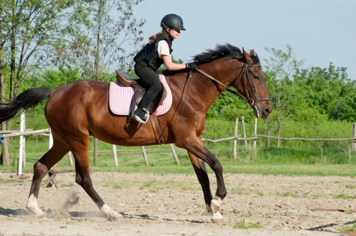 Complete Guide to Girth Galls & Saddle Sores in Horses