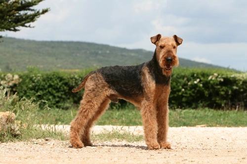 Cerebellar Abiotrophy in Dogs: Causes, Symptoms & Care