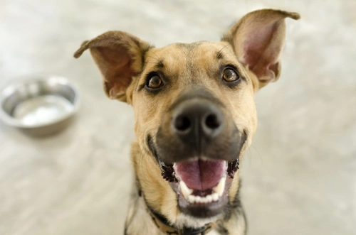 7 Reasons Why a Dog Might Bite and How to Prevent It