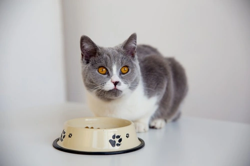 How to Manage a Cat That Is a Picky Eater