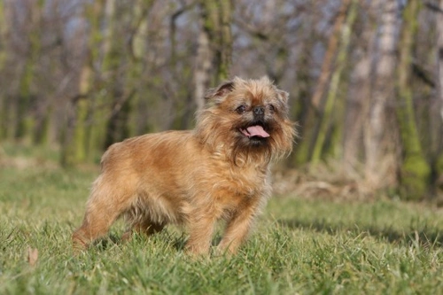 Griffon Bruxellois Longevity and Health: Key Insights