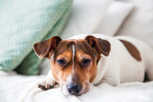 Potential Dangers of Pet Hair: Health Risks and Prevention